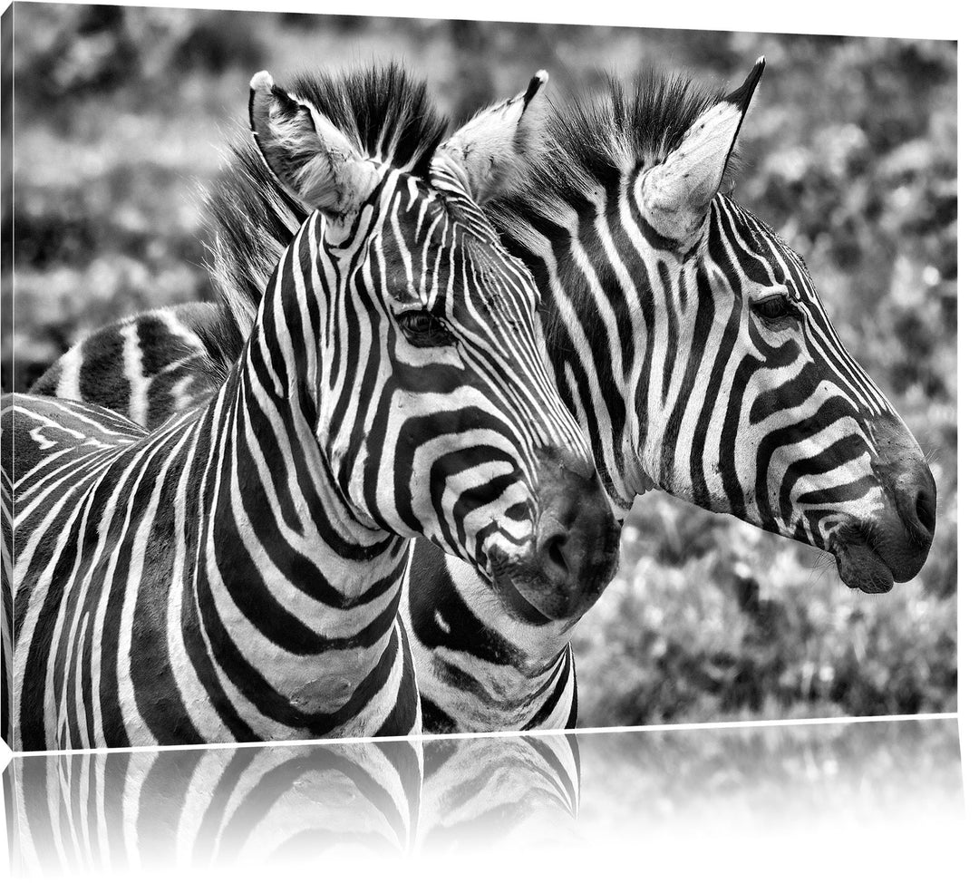 Pixxprint Monocrome, schönes Zebrapaar, Format: 100x70 auf Leinwand, 100x70