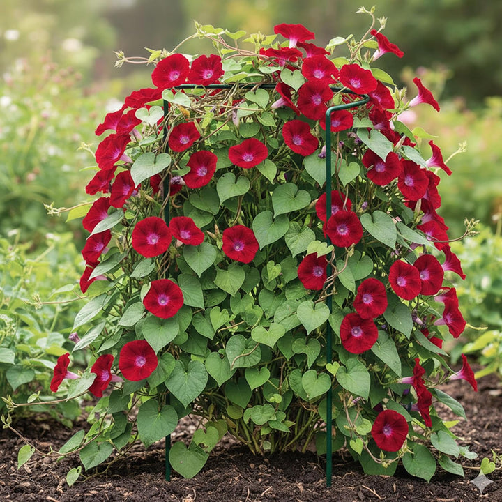 5X Pflanzenstütze halbrund - Ø 38 cm - 115 cm hoch - aus 5mm kunststoffummantelten Draht - Blumenhal