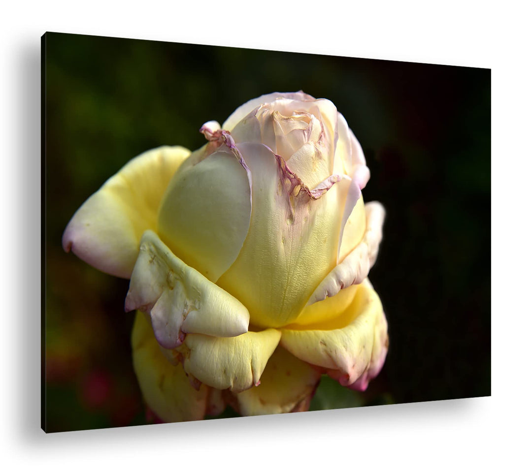 Vergänglichkeit der Natur Format: 80x60 als Leinwandbild, Motiv fertig gerahmt auf Echtholzrahmen, H