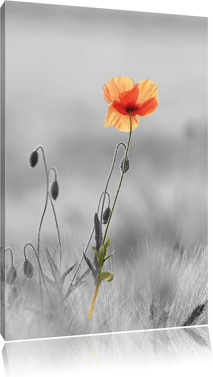 Pixxprint Rote Mohnblume im Feld als Leinwandbild/Grösse: 120x80 cm/Wandbild/Kunstdruck/fertig bespa