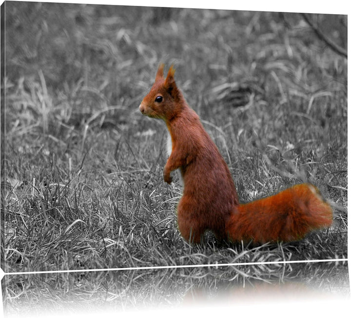kleines Eichhörnchen auf Waldboden schwarz/weiss auf Leinwand, XXL riesige Bilder fertig gerahmt mit