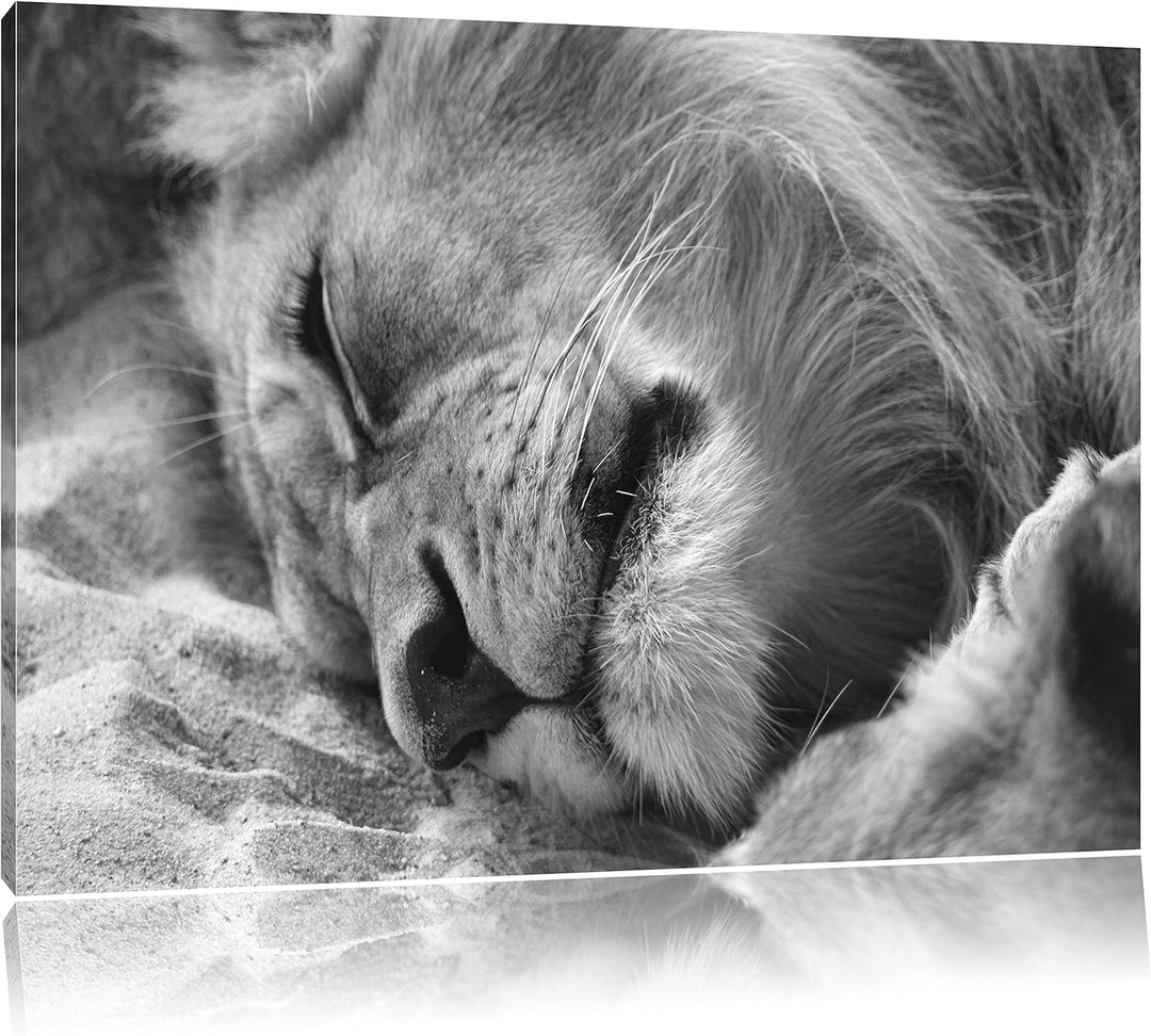 Pixxprint schlafender Löwe Kunst B&W als Leinwandbild/Grösse: 100x70 / Wandbild/Kunstdruck/fertig be