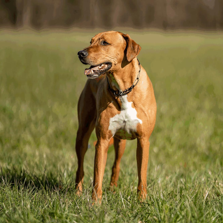 Sprenger Hundehalskette mit Durchzugskette 3mm I Edelstahl rostfreies Hundehalsband für langhaar Hun