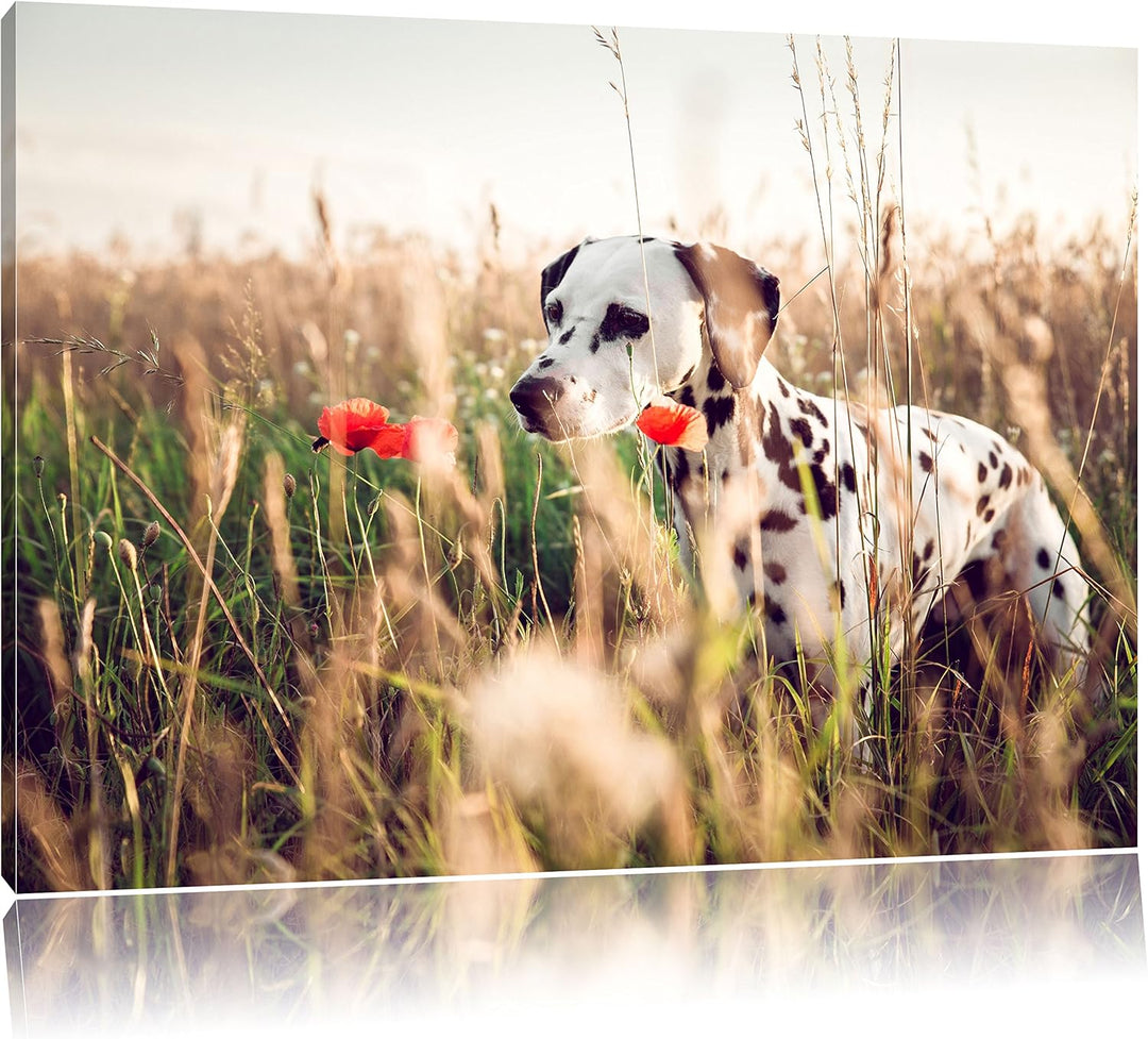Neugieriger Hund im Feld, Format: 100x70 auf Leinwand, XXL riesige Bilder fertig gerahmt mit Keilrah