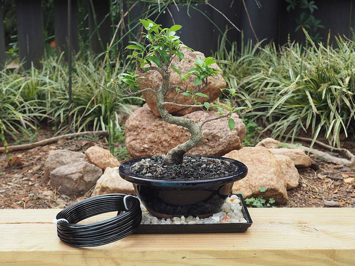 Grow A Bonsai Tree Eloxiertes Aluminium 2,5mm Bonsai Draht 250g grosse Rolle (60 Feet) - (2,5mm, Sch
