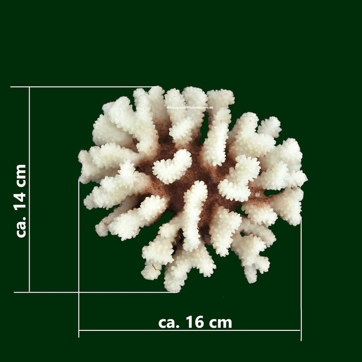 Steinkoralle, 16x 14x 8 cm, SPS, Aquarium Korallen, Stylophora Nachbildung Natur