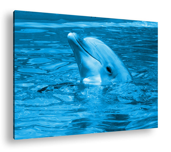 deyoli freundlicher Delphin im Aquarium Format 80x60 Effekt: Monocrome Blau als Leinwandbild, Motiv