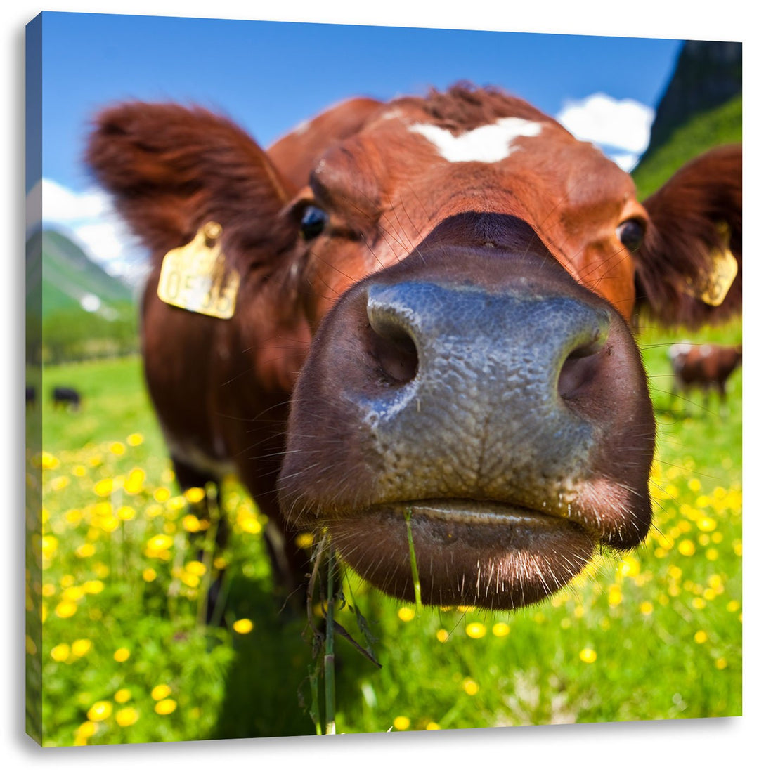 Pixxprint Alpen Kuh auf Bergwiese als Leinwandbild/Grösse: 70x70 cm/Wandbild/Kunstdruck/fertig bespa