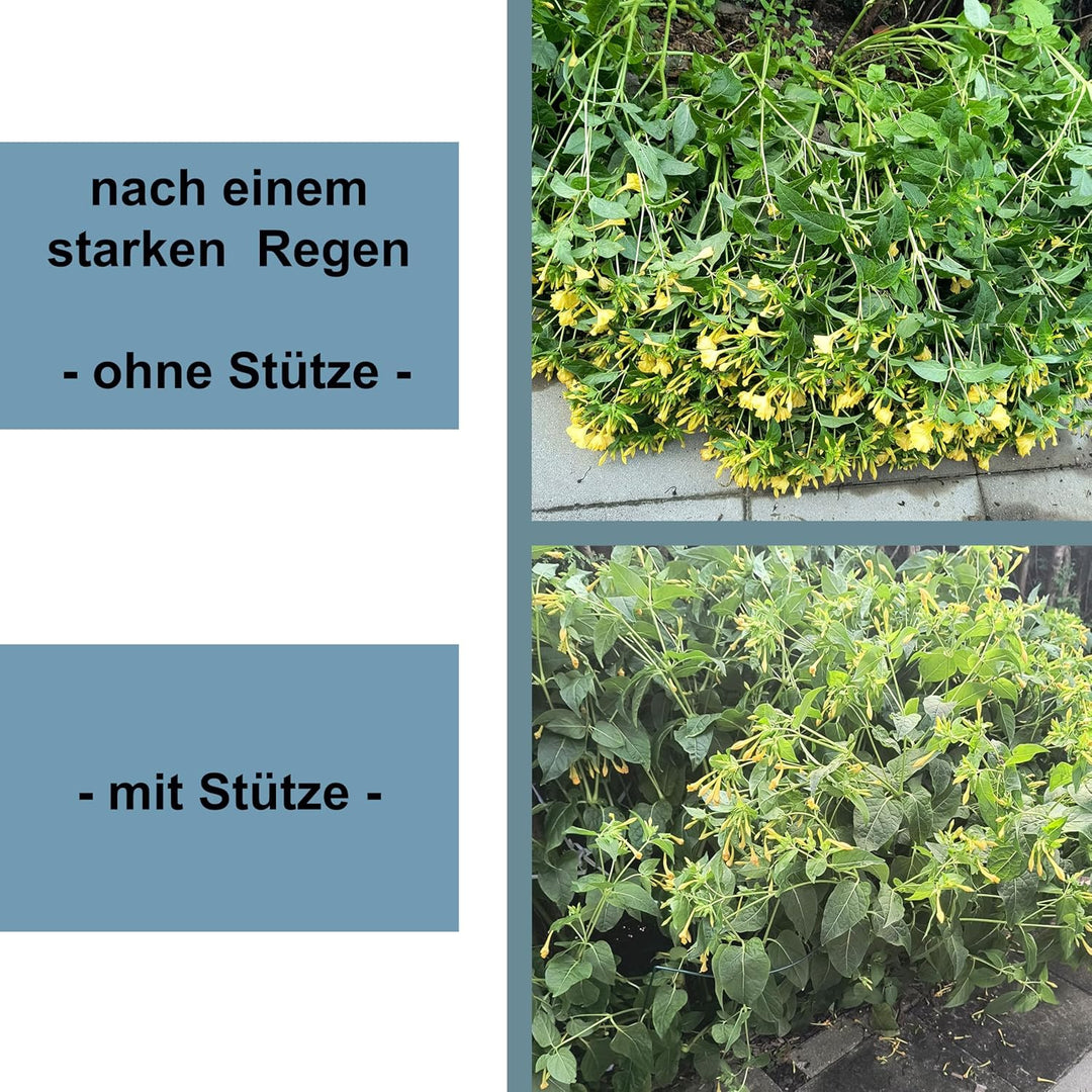 50 STÜCK Pflanzenstütze Buschstütze - Staudenstütze halbrund - Ø 38 cm - 100 cm hoch - Blumenhalter