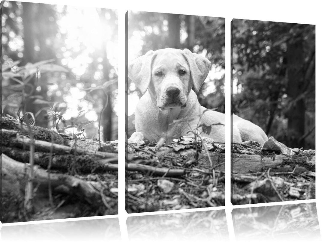 Pixxprint Hund im Wald bei Sonneuntergang als Leinwandbild/Grösse: 3 Teilig (120x80 cm) cm/Wandbild/