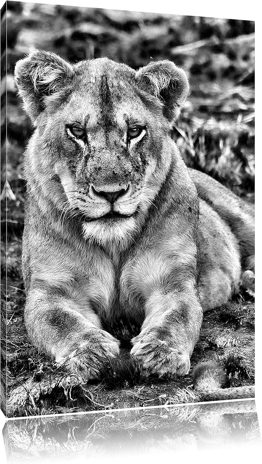 Pixxprint Löwin ruht auf Boden als Leinwandbild/Grösse: 100x70 / Wandbild/Kunstdruck/fertig bespannt