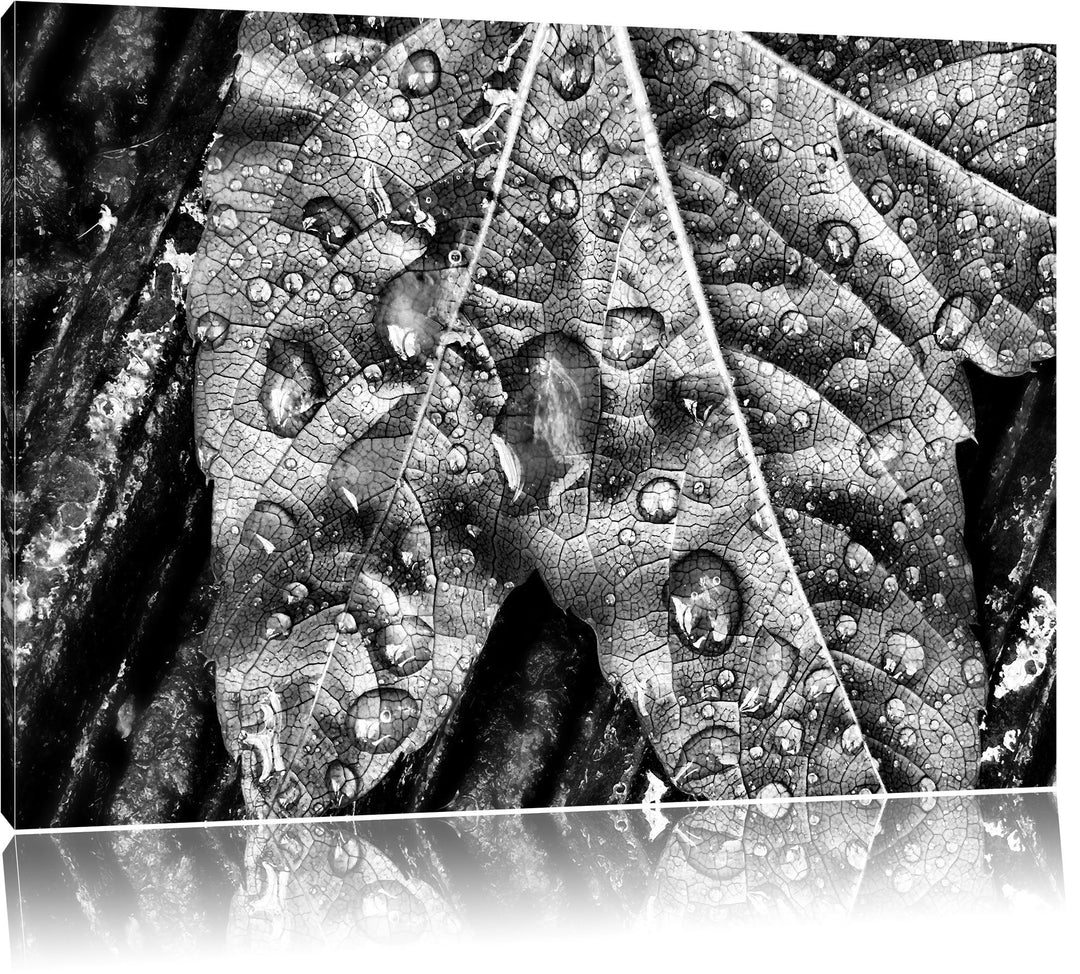 Pixxprint Regentropfen auf Blatt als Leinwandbild/Grösse: 100x70 / Wandbild/Kunstdruck/fertig bespan