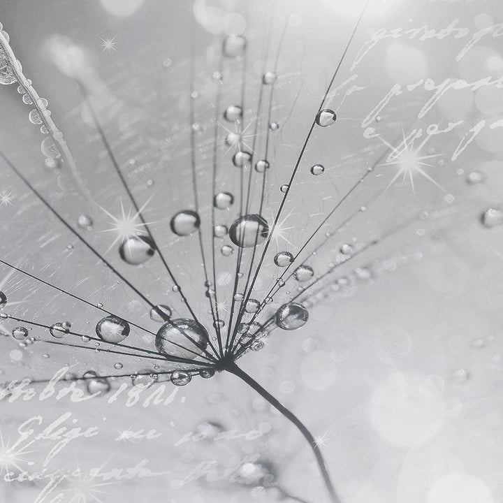 Runa Art Bild Pusteblume Wandbilder auf Vlies Leinwand 5 Teilig Wanddekoration Wohnzimmer Schlafzimm