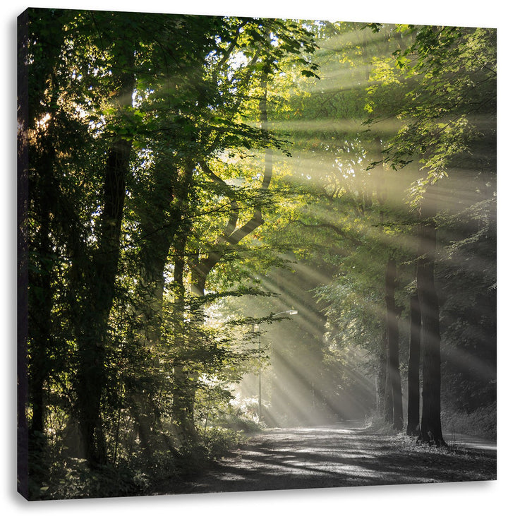 Pixxprint Waldweg im Frühling als Leinwandbild/Grösse: 70x70 cm/Wandbild/Kunstdruck/fertig bespannt,