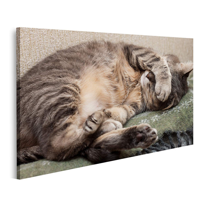 islandburner Bild auf Leinwand Schlafende Katze Bilder Wandbilder Poster, Leinwand 80x40cm