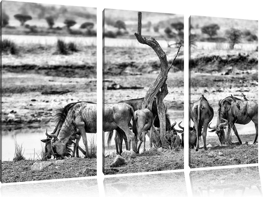 Pixxprint Monocrome, Kaffernbüffel Herde in Savanne 3-Teiler Leinwandbild 120x80 Bild auf Leinwand