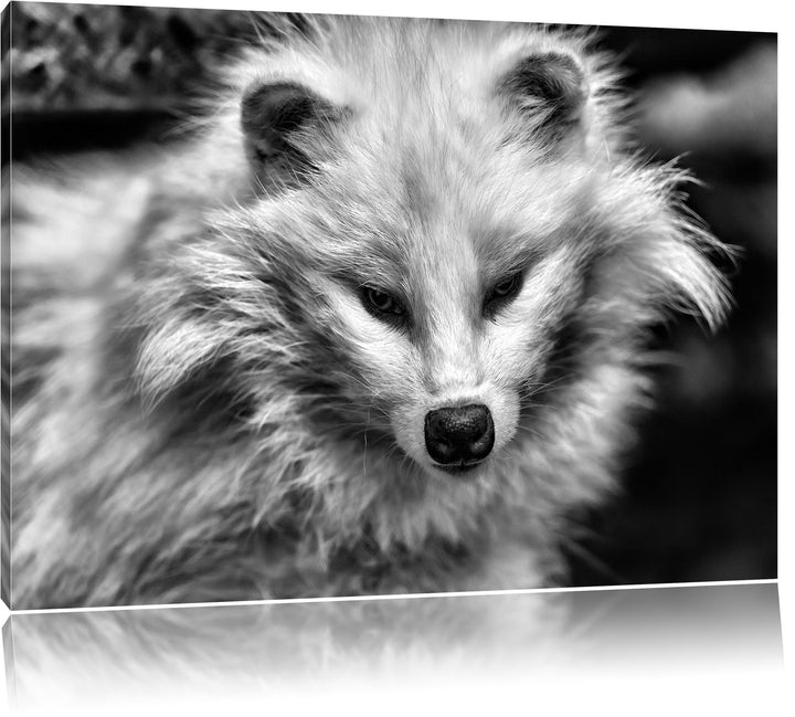 Pixxprint Kleiner Polarfuchs als Leinwandbild/Grösse: 100x70 / Wandbild/Kunstdruck/fertig bespannt,