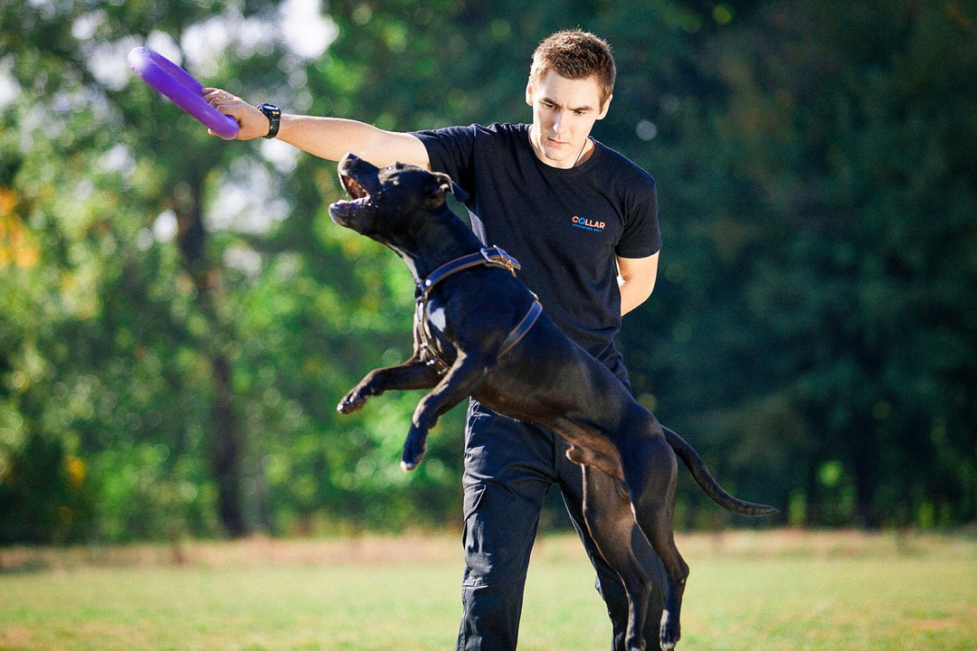 Puller Standard, 2 Stück, Spielringe, Fitnessgerät für Hunde, Interaktives Spielzeug für Hunde,Wasse