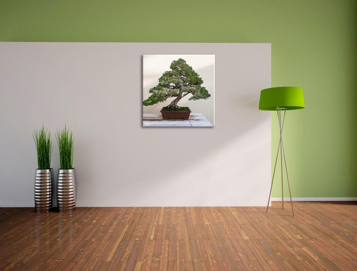 Pixxprint Bonsai Baum, Format: 70x70 auf Leinwand, XXL riesige Bilder fertig gerahmt mit Keilrahmen,