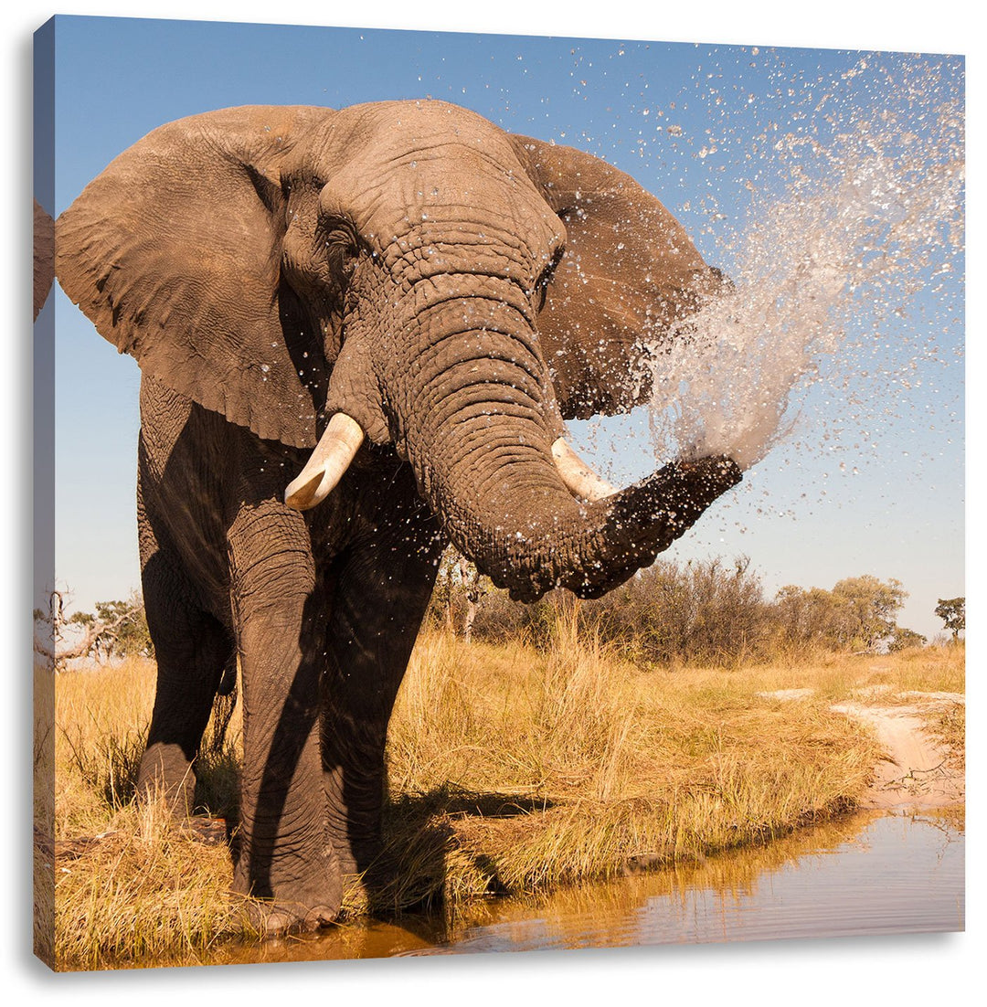 Pixxprint schöner Elefant spritzt mit Wasser als Leinwandbild/Grösse: 70x70 cm/Wandbild/Kunstdruck/f