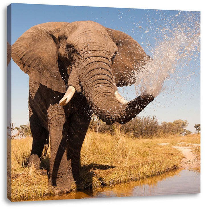 Pixxprint schöner Elefant spritzt mit Wasser als Leinwandbild/Grösse: 70x70 cm/Wandbild/Kunstdruck/f