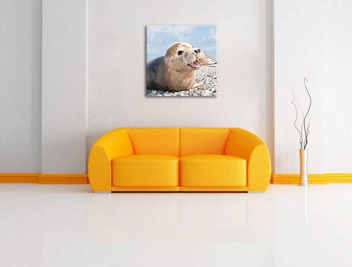 Süsse Robbe auf Steinstrand, Format: 70x70 auf Leinwand, XXL riesige Bilder fertig gerahmt mit Keilr