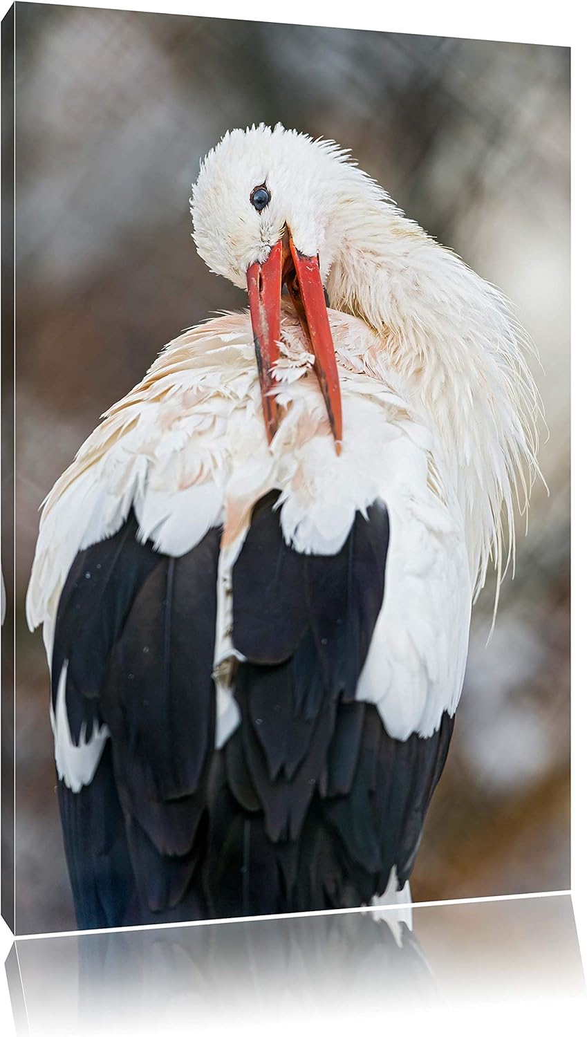 Pixxprint Storch putzt Sich auf Leinwand, XXL riesige Bilder fertig gerahmt mit Keilrahmen, Kunstdru