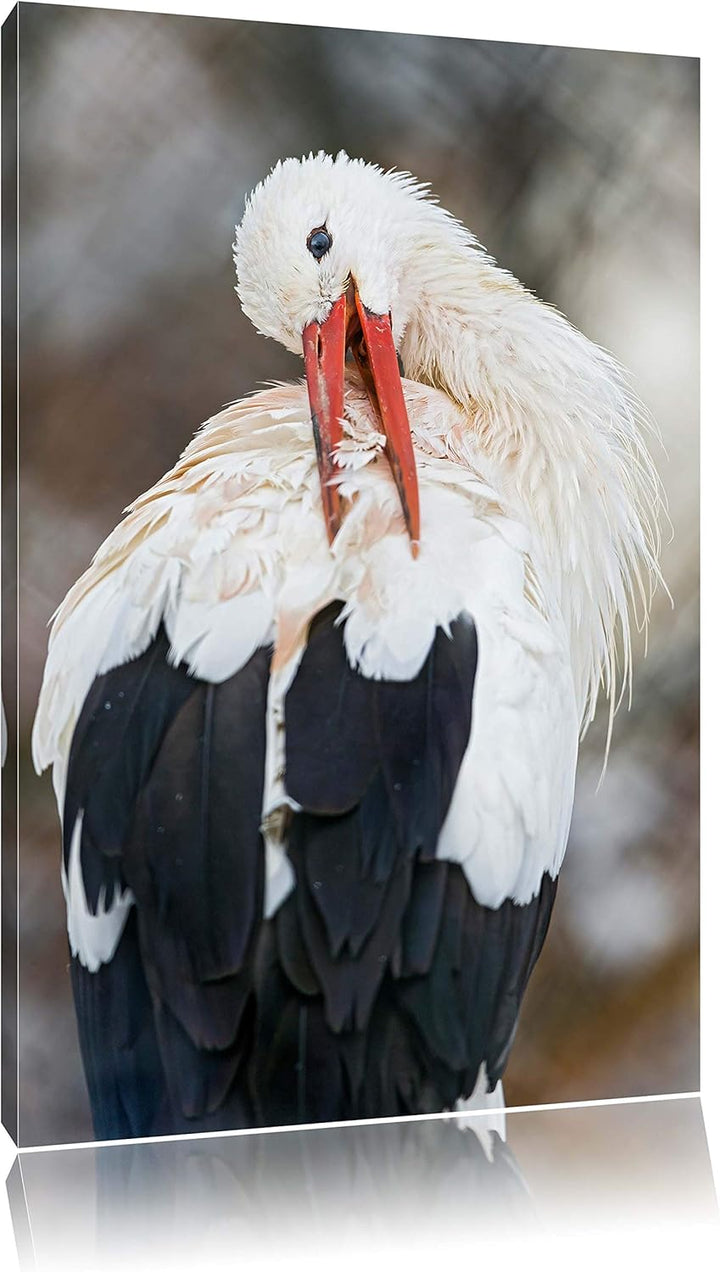 Pixxprint Storch putzt Sich auf Leinwand, XXL riesige Bilder fertig gerahmt mit Keilrahmen, Kunstdru