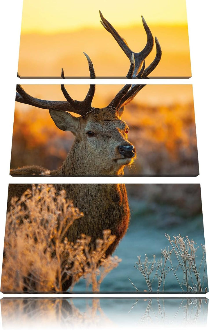Pixxprint Stolzer Hirsch auf Wiese als Leinwandbild/Grösse: 3 Teilig (120x80) cm/Wandbild/Kunstdruck