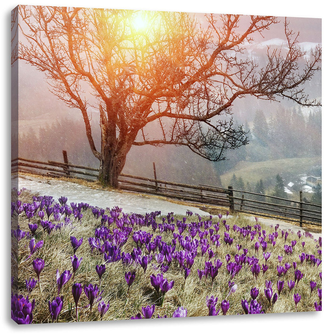 Krokusswiese in Gebirge, Format: 70x70 auf Leinwand, XXL riesige Bilder fertig gerahmt mit Keilrahme