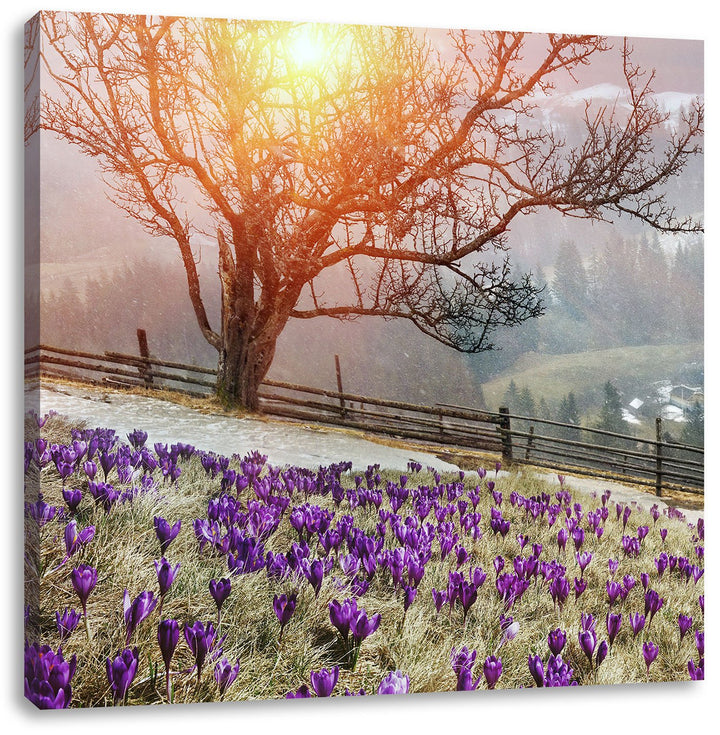 Krokusswiese in Gebirge, Format: 70x70 auf Leinwand, XXL riesige Bilder fertig gerahmt mit Keilrahme