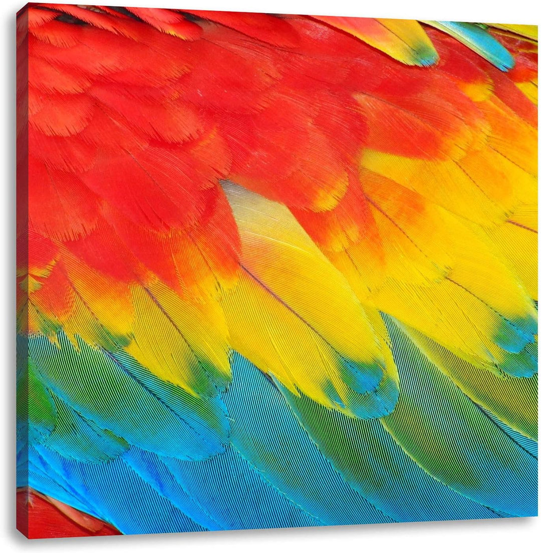 Bunte Papageien Flügel, Format: 70x70 auf Leinwand, XXL riesige Bilder fertig gerahmt mit Keilrahmen