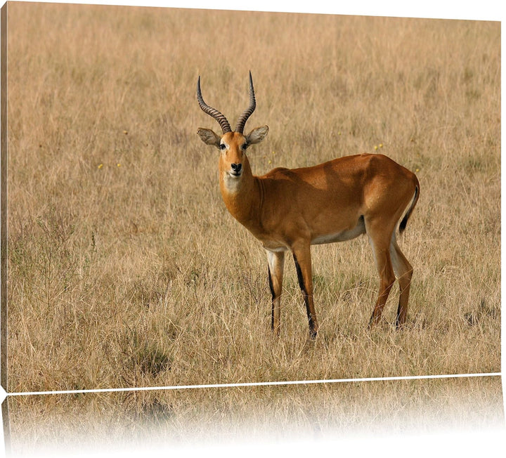 Dorkasgazelle im trockenen Gras Leinwand, XXL riesige Bilder fertig gerahmt mit Keilrahmen, Kunstdru