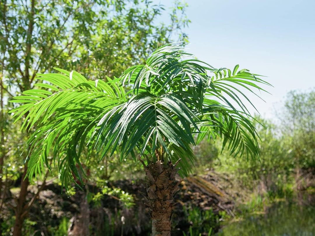 EUROPALMS Phönixpalme Luxor, Kunstpflanze, 240cm | Phönixpalme mit imposantem Blattwerk