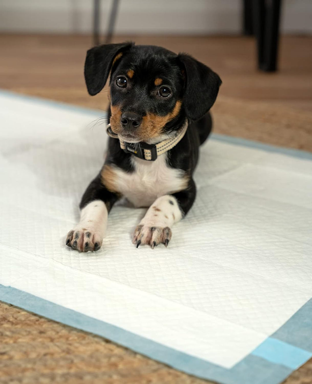 lionto Welpenunterlage Trainingspads Hygieneunterlage für Hunde auslaufsicher 6-lagig, 60x60 cm, 100