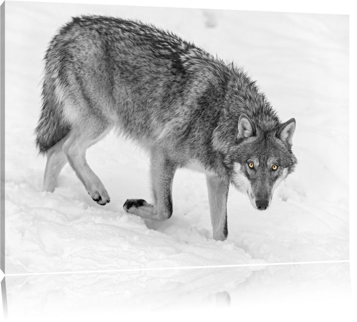 seltener Wolf im Schnee schwarz/weiss auf Leinwand, XXL riesige Bilder fertig gerahmt mit Keilrahmen