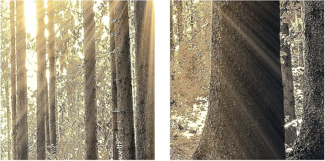 Runa Art Bild Schlafzimmer Wohnzimmer Wald Landschaft 5 Teilig Sonne Grau Braun Wandbilder auf Vlies