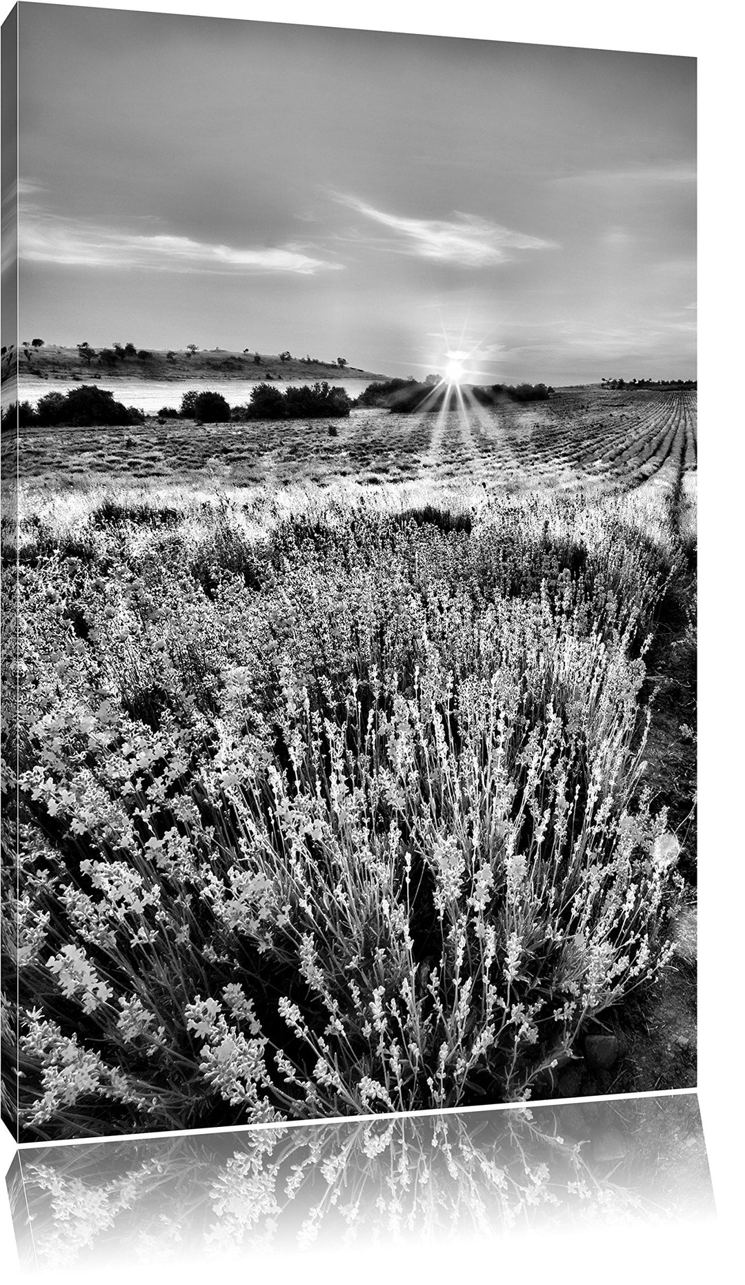 Pixxprint Monocrome, Lavendelfeld in Frankreich, Format: 100x70 auf Leinwand, riesige Bilder fertig