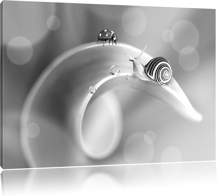 Pixxprint eine Schnecke und Marienkäfer auf Einer Pflanze Kunst B&W, Format: 100x70 auf Leinwand, ri
