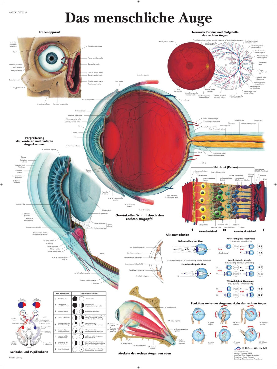 3B Scientific Lehrtafel laminiert - Das menschliche Auge, VR0226L
