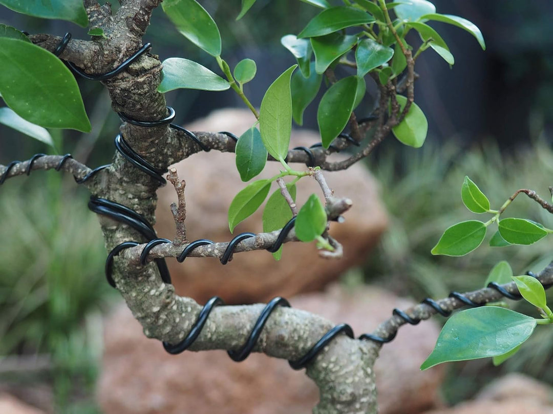 Grow A Bonsai Tree Eloxiertes Aluminium 1,0mm Bonsai Draht 250g grosse Rolle (375 Feet) - (1,0mm, Sc