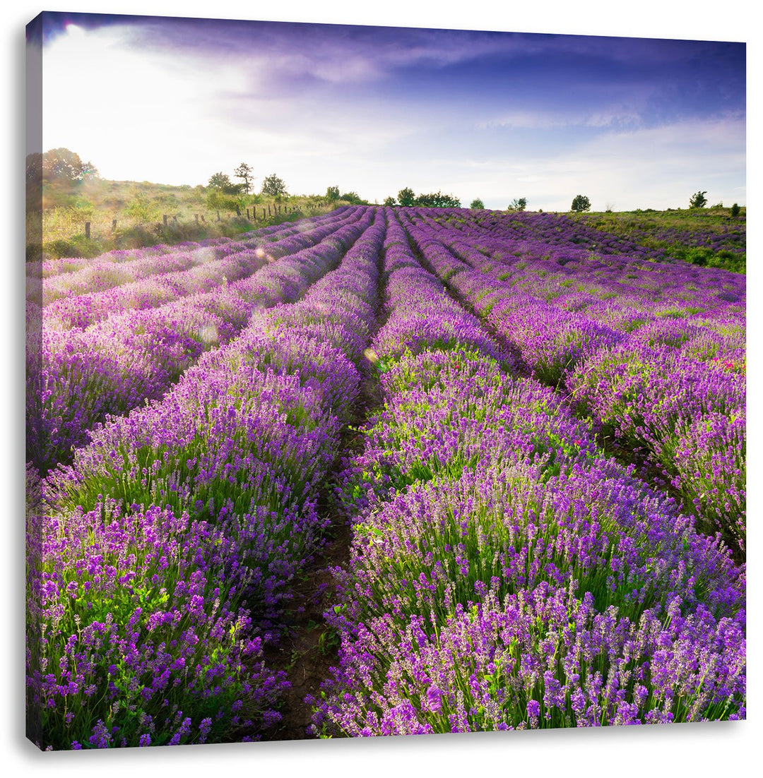 Lavendelfeld Provence, Format: 70x70 auf Leinwand, XXL riesige Bilder fertig gerahmt mit Keilrahmen,