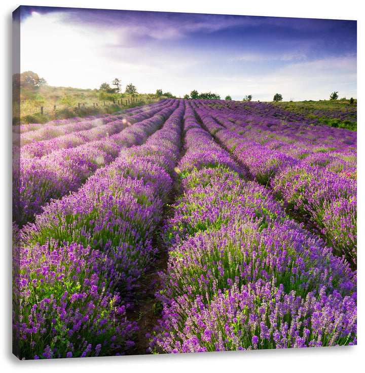 Lavendelfeld Provence, Format: 70x70 auf Leinwand, XXL riesige Bilder fertig gerahmt mit Keilrahmen,