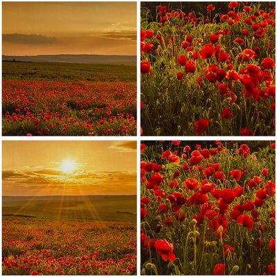 Bilder auf Leinwand 100x70cm Leinwandbild mit Rahmen Mohn Blume Wiese Gross Wanddeko Bild Schlafzimm