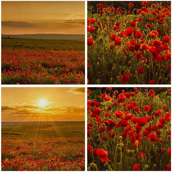 Bilder auf Leinwand Mohn Blume Wiese Leinwandbild mit Rahmen 70x50cm Wandbilder Dekoration Wohnzimme