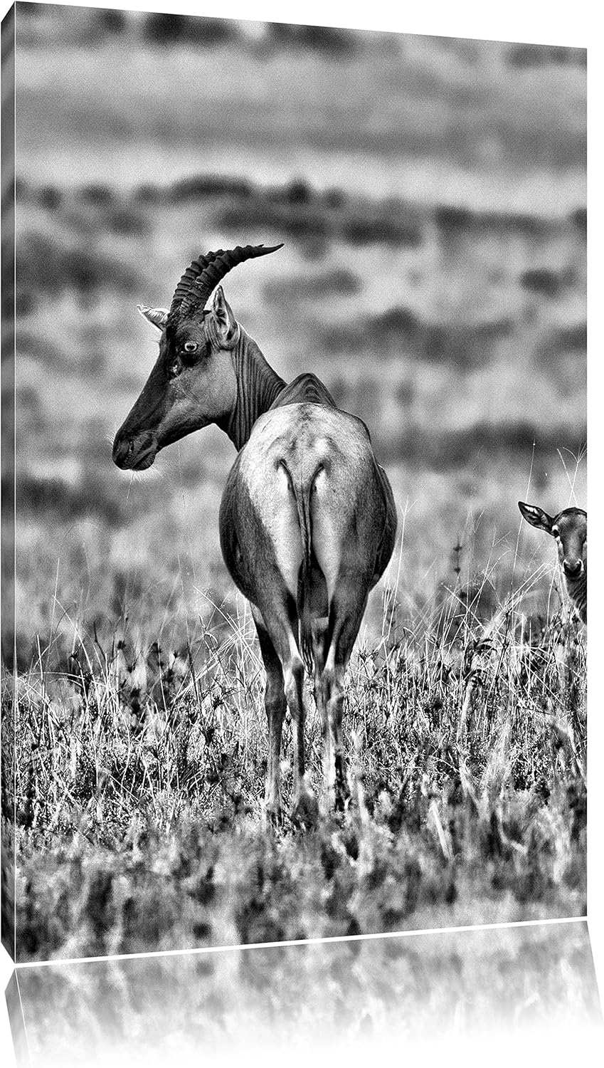 Pixxprint rote Kuhantilope mit Jungtier als Leinwandbild | Grösse: 100x70 | Wandbild| Kunstdruck | f