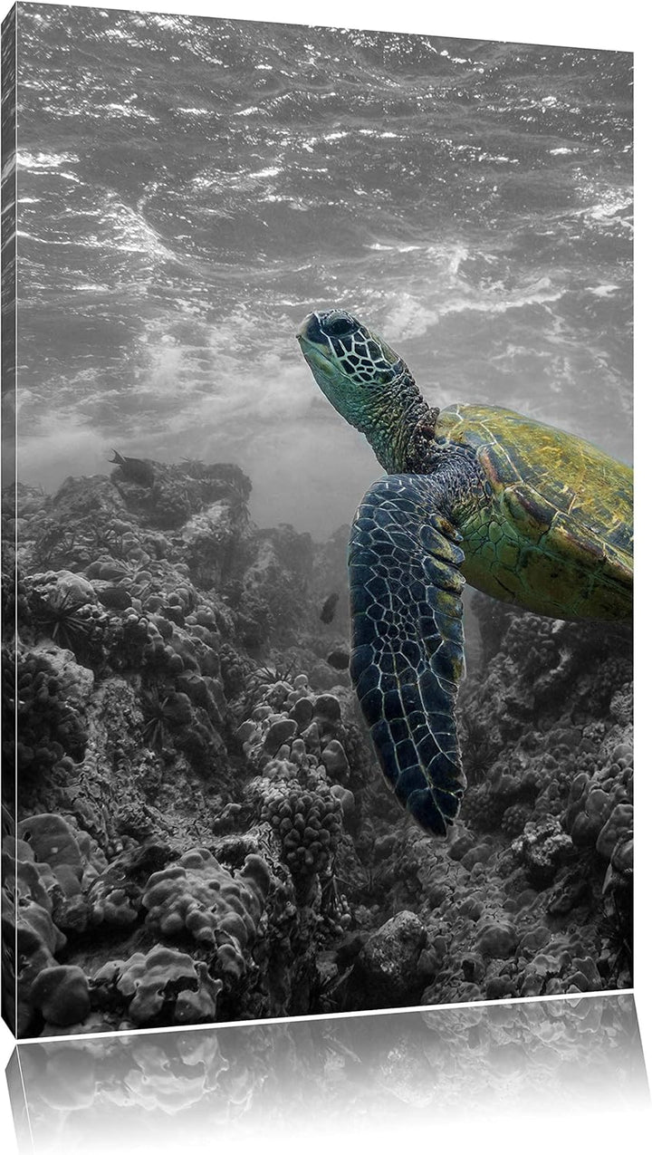 Schildkröte und Korallen im Ozean schwarz/weiss Format: 100x70 auf Leinwand, XXL riesige Bilder fert