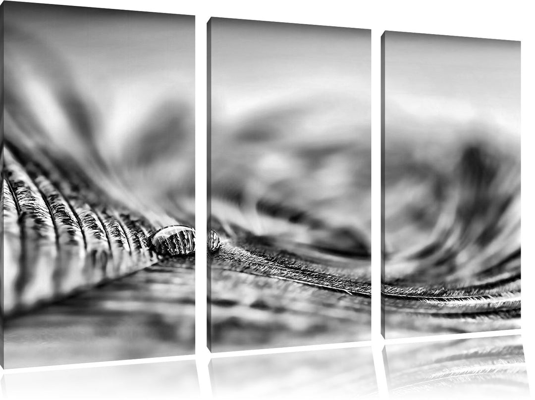 Pixxprint Pfauenfeder Detailaufnahme als Leinwandbild/Grösse: 3Teilig (120x80) / Wandbild/Kunstdruck