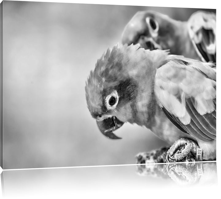 Pixxprint Papageienpärchen als Leinwandbild/Grösse: 100x70 / Wandbild/Kunstdruck/fertig bespannt, 10