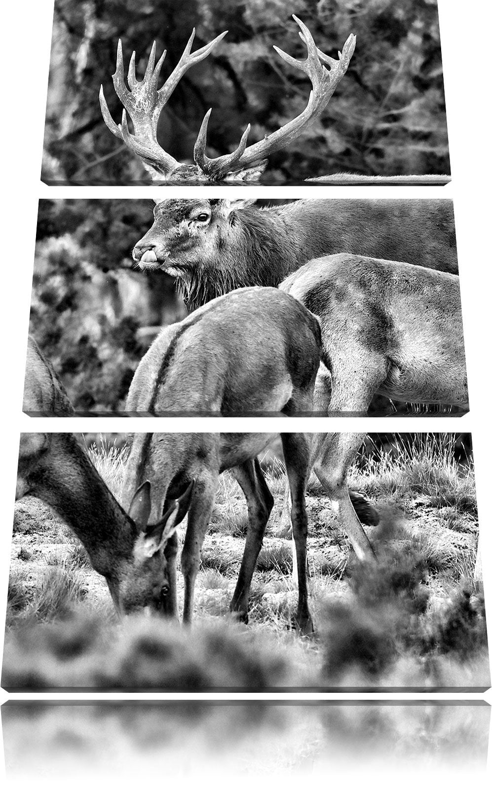 Pixxprint Hirschfamilie auf Waldlichtung als Leinwandbild/Grösse: 3 Teilig (120x80) cm/Wandbild/Kuns